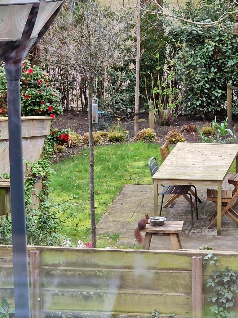 Water voor eekhoorn in je tuin.