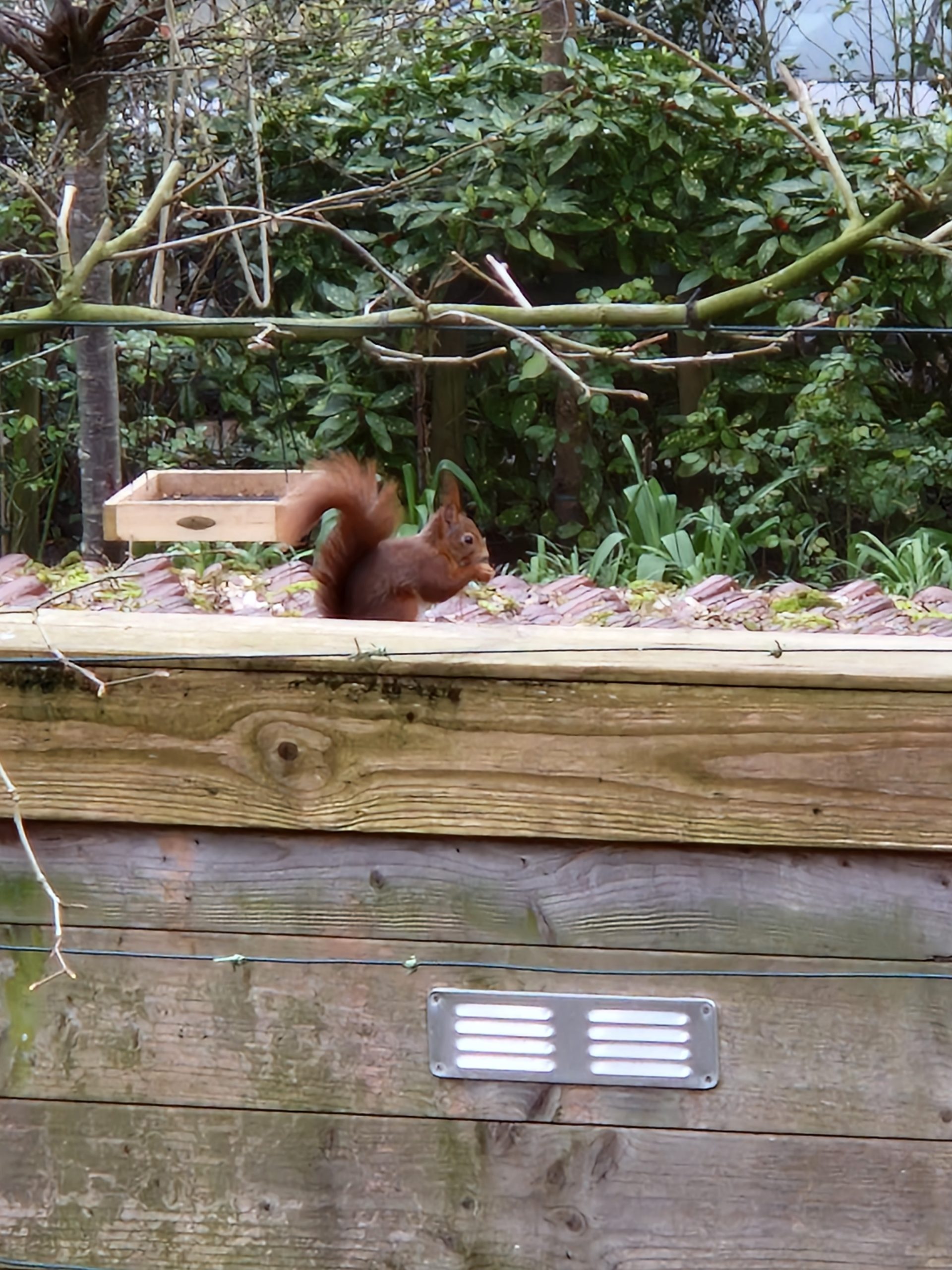 Hoe lok je een eekhoorn naar je tuin!