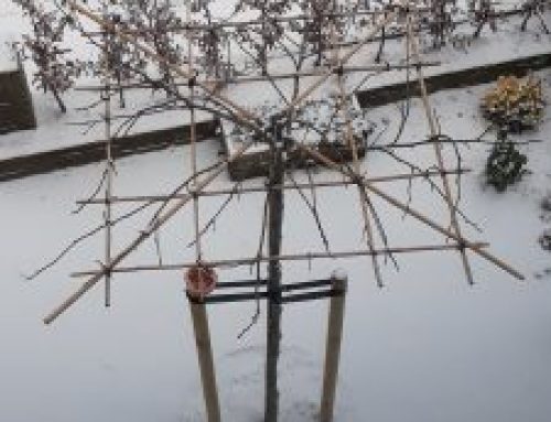 De Nationale Tuinvogeltelling.