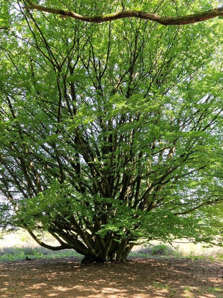 Grote beuk Boomfeestdag.
