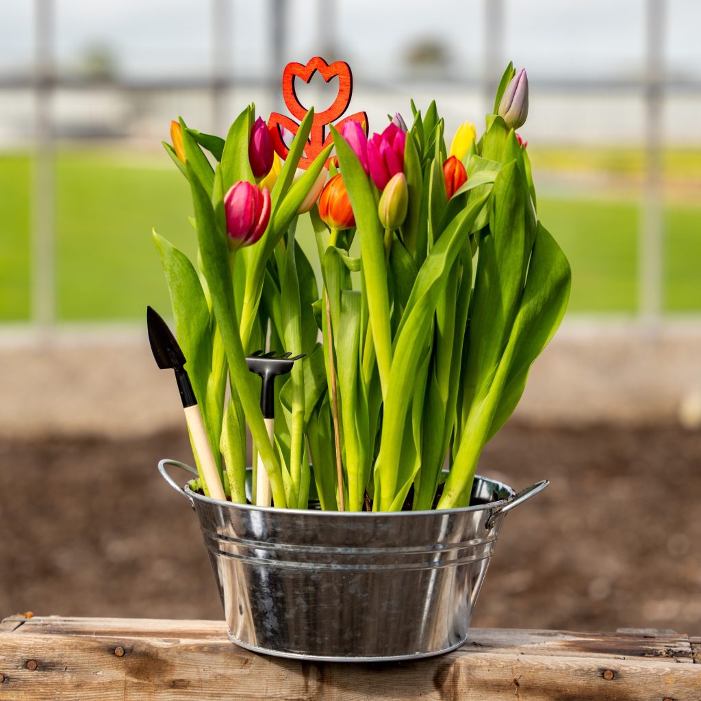 Maak kans op een tulpenbollenpakket van Tulpen.nl.