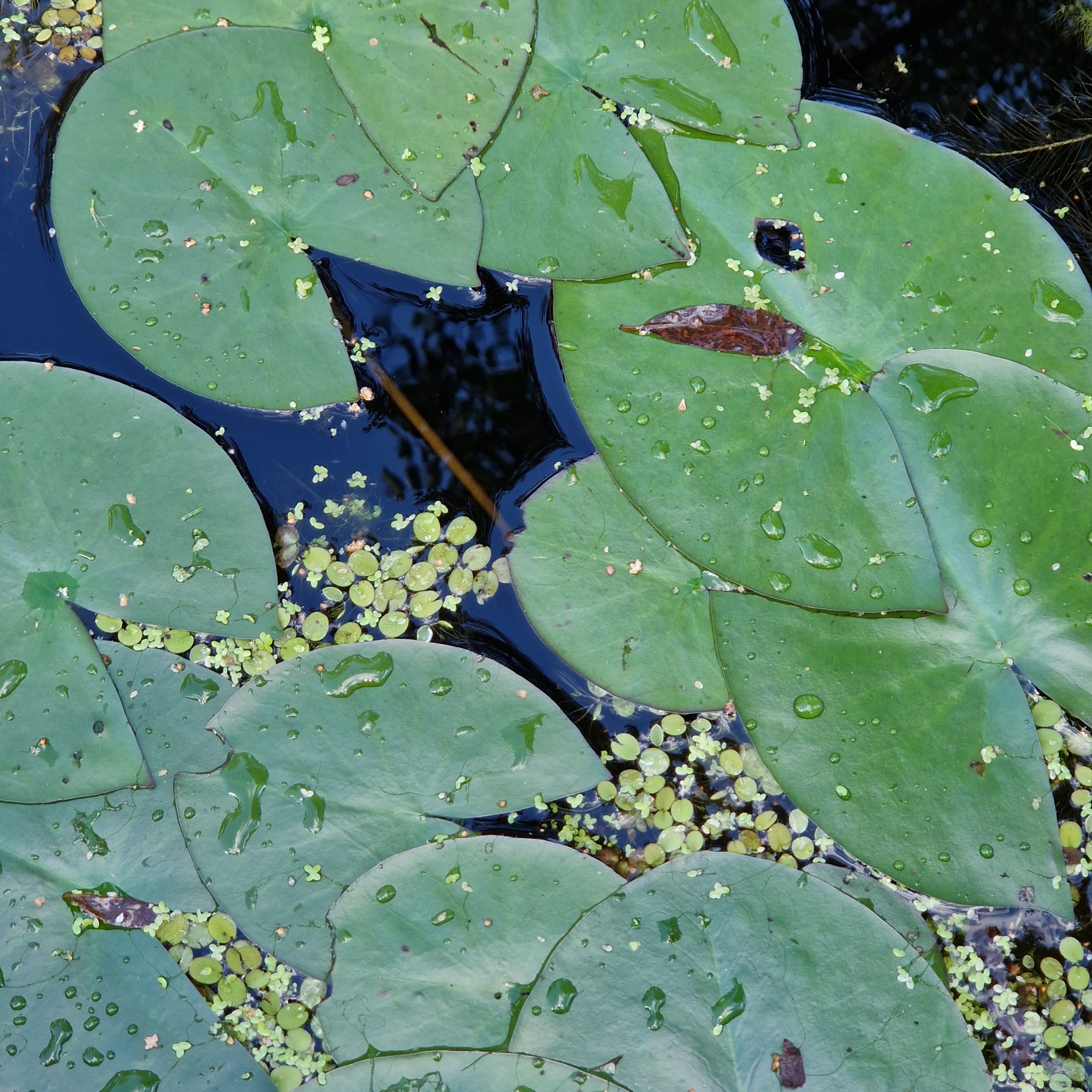 Witte waterlelie inheemse vijverplanten.