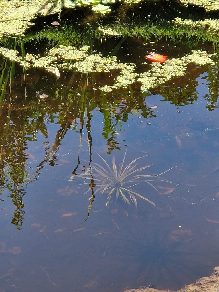 Krabbenscheer inheemse vijverplanten.