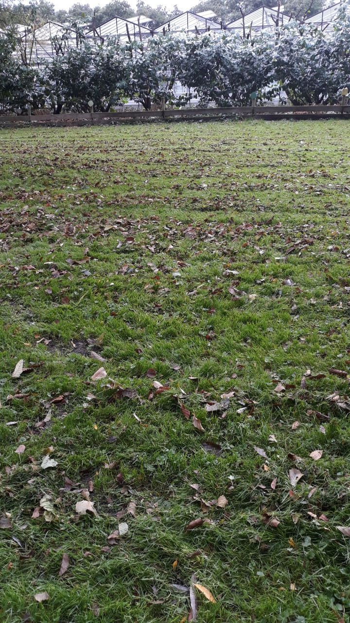 Gevallen bladeren op het gazon.