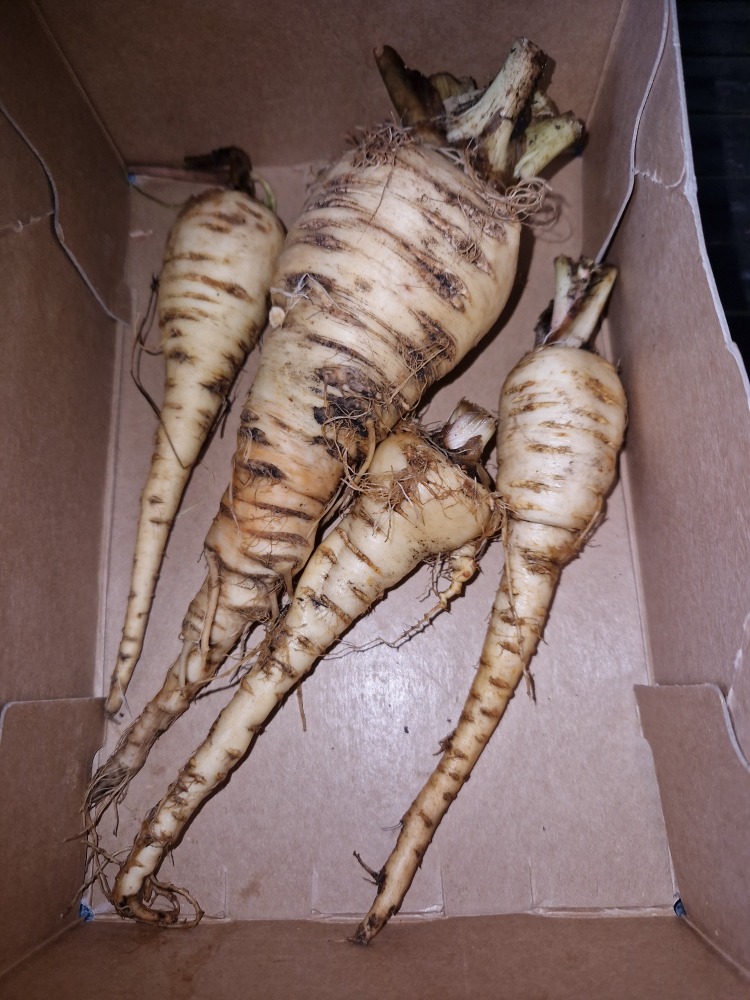 Vers geoogste Pastinaak.