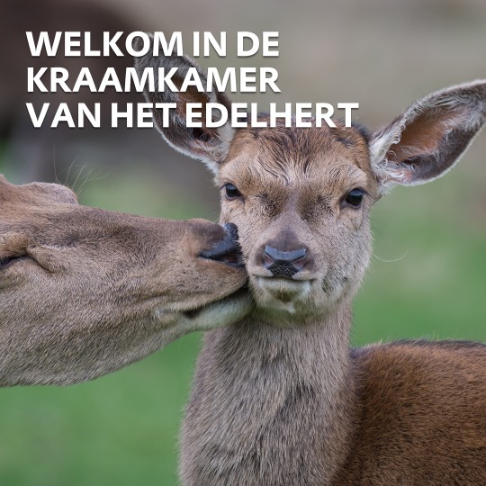 Kraamkamer Edelhert, broedseizoen.