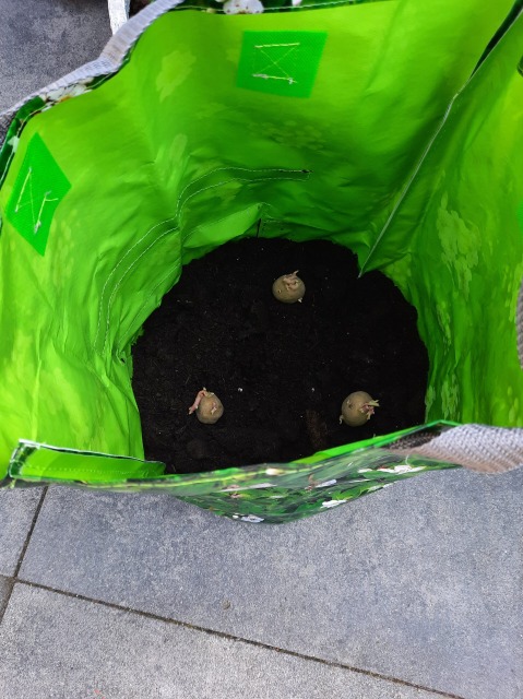 Aardappelen poten in een kweekzak.